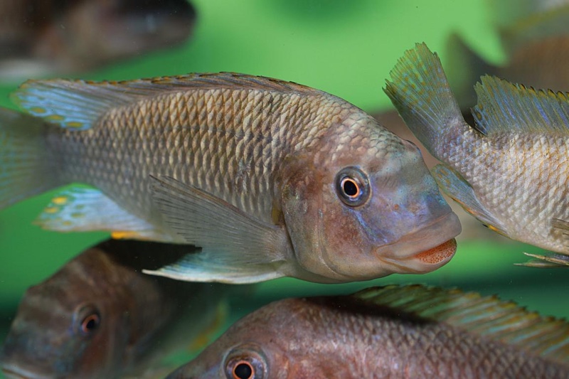 Petrochromis famula 'Kilewani'